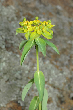 APII jpeg image of Euphorbia oblongata  © contact APII