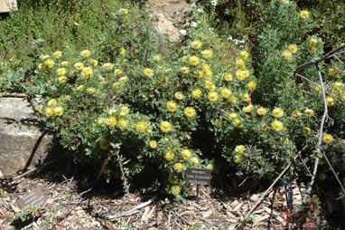 APII jpeg image of Isopogon anemonifolius 'Little Drumsticks'  © contact APII