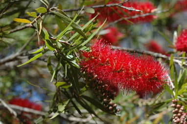 APII jpeg image of Callistemon  © contact APII