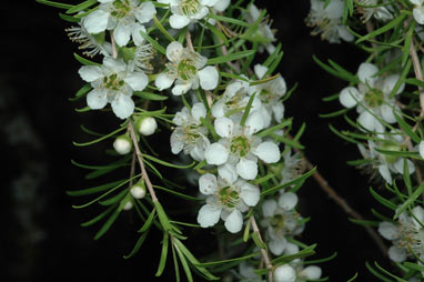 APII jpeg image of Leptospermum polygalifolium subsp. tropicum  © contact APII