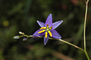 APII jpeg image of Dianella prunina  © contact APII