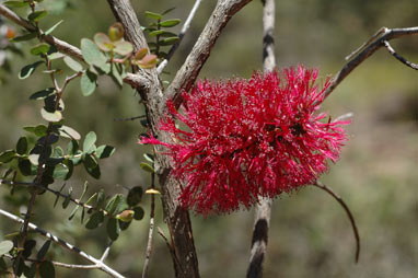 APII jpeg image of Melaleuca elliptica  © contact APII