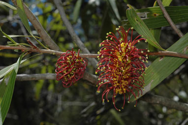 APII jpeg image of Hakea archaeoides  © contact APII