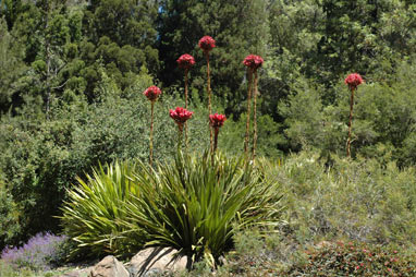 APII jpeg image of Doryanthes excelsa  © contact APII