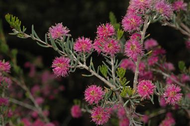 APII jpeg image of Melaleuca scabra  © contact APII