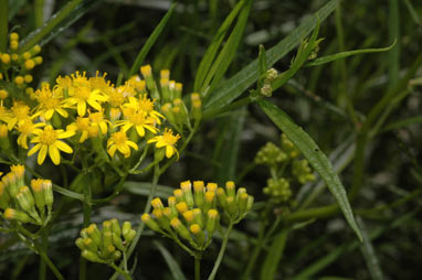 APII jpeg image of Senecio linearifolius var. linearifolius  © contact APII