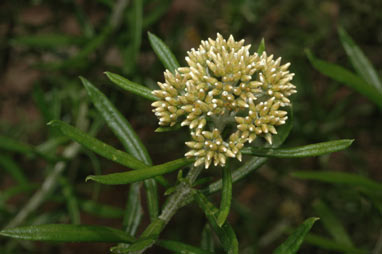 APII jpeg image of Ozothamnus ferrugineus  © contact APII