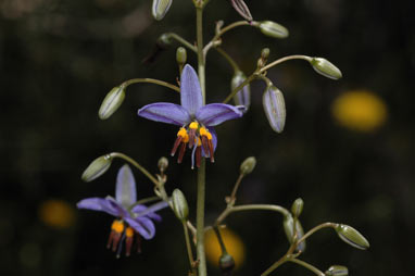 APII jpeg image of Dianella revoluta var. revoluta  © contact APII