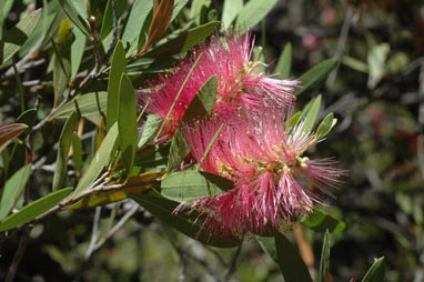 APII jpeg image of Callistemon polandii 'Peak Downs'  © contact APII