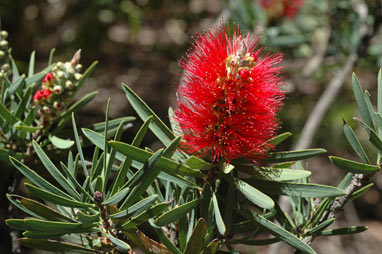 APII jpeg image of Callistemon glaucus  © contact APII