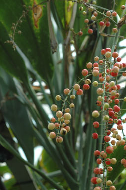 APII jpeg image of Cordyline manners-suttoniae  © contact APII