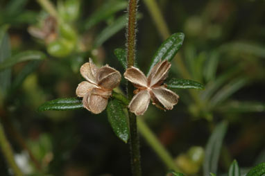 APII jpeg image of Boronia ledifolia  © contact APII