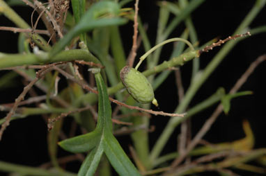 APII jpeg image of Grevillea manglesii subsp. ornithopoda  © contact APII