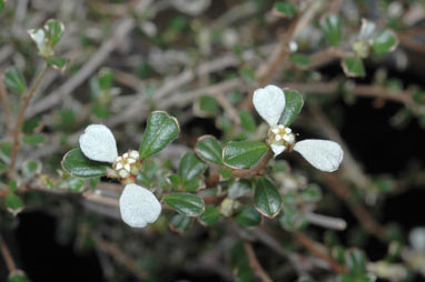 APII jpeg image of Stenanthemum leucophractum  © contact APII