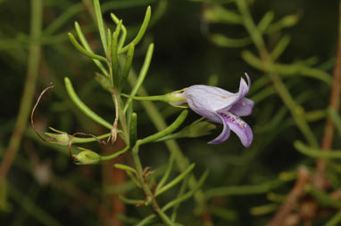 APII jpeg image of Eremophila ionantha  © contact APII