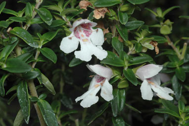 APII jpeg image of Prostanthera gilesii  © contact APII