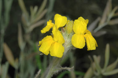 APII jpeg image of Goodenia glomerata  © contact APII