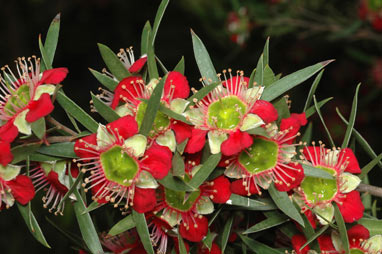 APII jpeg image of Leptospermum spectabile  © contact APII