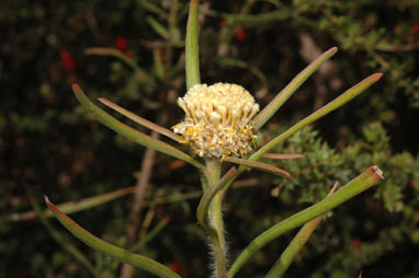 APII jpeg image of Isopogon sphaerocephalus  © contact APII