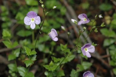 APII jpeg image of Veronica brownii  © contact APII