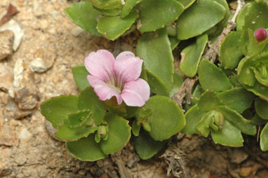 APII jpeg image of Gratiola peruviana  © contact APII