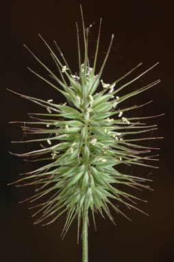 APII jpeg image of Echinopogon ovatus  © contact APII