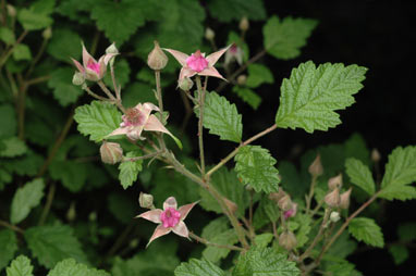 APII jpeg image of Rubus parvifolius  © contact APII