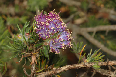 APII jpeg image of Eremaea violacea subsp. violacea  © contact APII