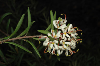 APII jpeg image of Lomatia polymorpha  © contact APII