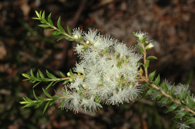 APII jpeg image of Melaleuca squamophloia  © contact APII