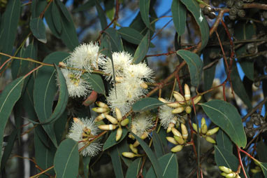 APII jpeg image of Eucalyptus prava  © contact APII