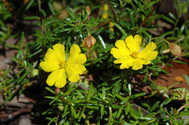 APII jpeg image of Hibbertia pedunculata  © contact APII