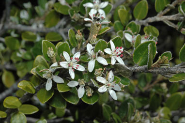 APII jpeg image of Nematolepis ovatifolia  © contact APII