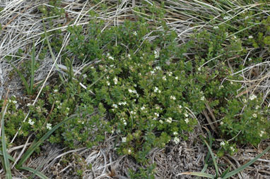 APII jpeg image of Asperula gunnii  © contact APII