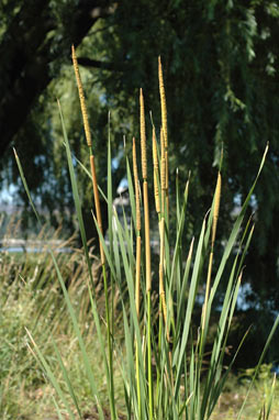 APII jpeg image of Typha domingensis  © contact APII