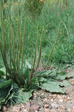 APII jpeg image of Plantago major  © contact APII