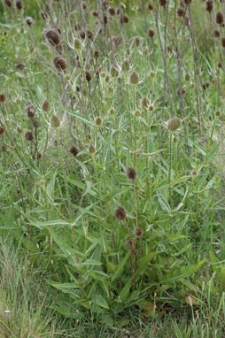 APII jpeg image of Dipsacus fullonum  © contact APII