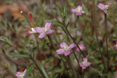 APII jpeg image of Epilobium sarmentaceum  © contact APII