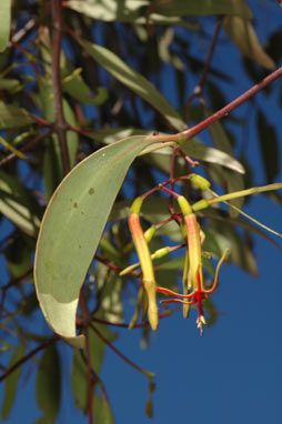 APII jpeg image of Muellerina eucalyptoides  © contact APII