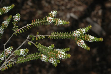 APII jpeg image of Baeckea imbricata  © contact APII