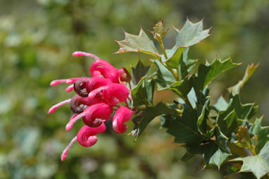 APII jpeg image of Grevillea 'Merinda Gordon'  © contact APII