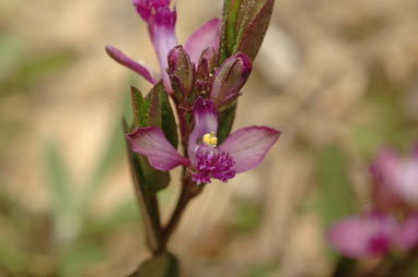 APII jpeg image of Polygala japonica  © contact APII