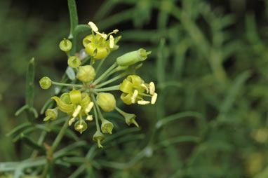 APII jpeg image of Polyscias sambucifolia  © contact APII