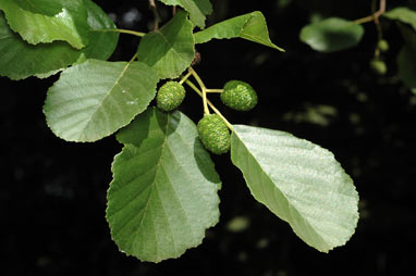 APII jpeg image of Alnus glutinosa  © contact APII