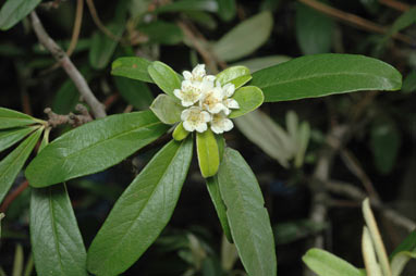 APII jpeg image of Pyracantha angustifolia  © contact APII