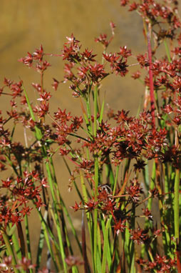 APII jpeg image of Juncus prismatocarpus  © contact APII