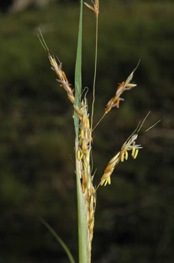 APII jpeg image of Sorghum leiocladum  © contact APII