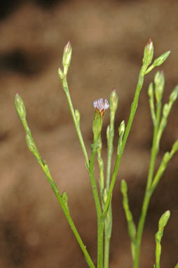 APII jpeg image of Symphyotrichum subulatum  © contact APII