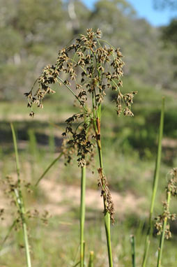 APII jpeg image of Scirpus polystachyus  © contact APII