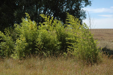 APII jpeg image of Phyllostachys aurea  © contact APII